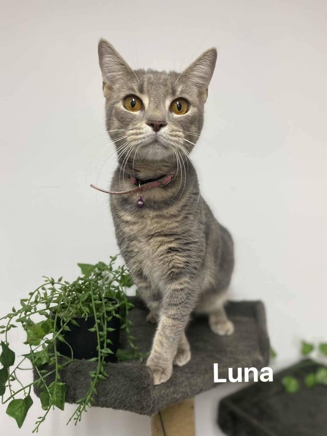 Luna Luna